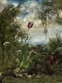 Semper Augustus. Fotografía color (Ed. 5).  52,5x70 cm. 2009